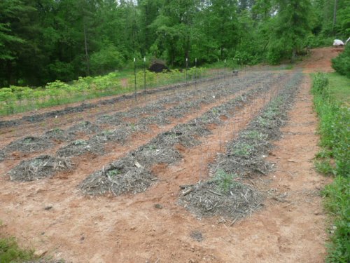 The Tomato Garden 2010