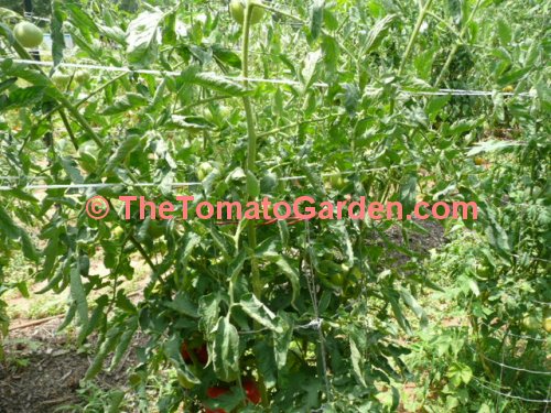 AKW tomato plant