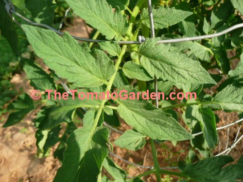 AKW tomato plant leaf