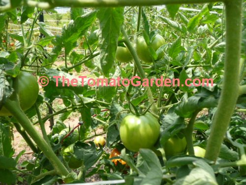 AKW tomato plant fruit set