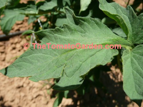 Aker's West Virginia tomato leaf