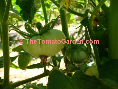 Aker's West Virginia tomato