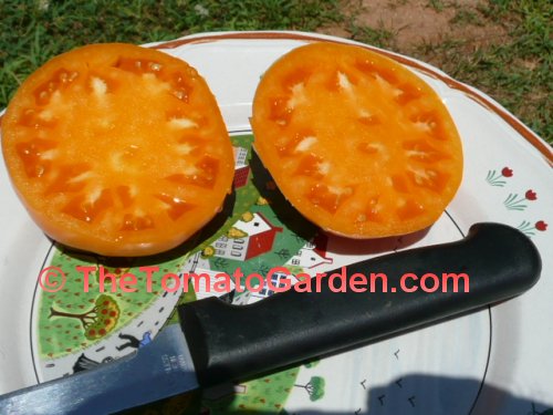 Amana Orange Tomato