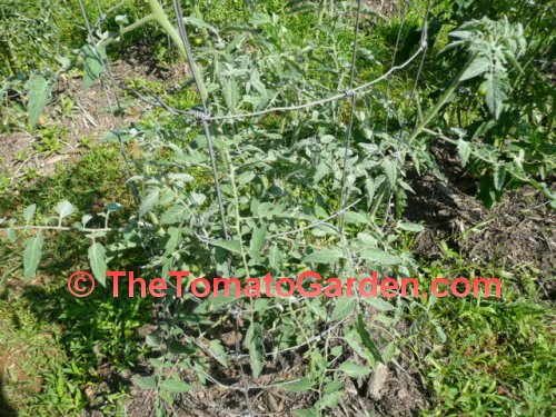 Angora Tomato Plant