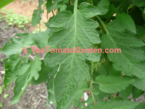 Anna Russian Tomato Plant leaf