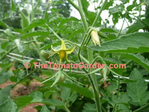 Anna Russian Tomato Plant bloom