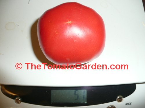 Anna Russian Tomato weight