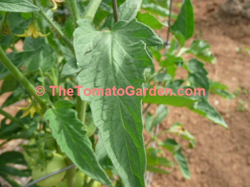BHN 444 Tomato Leaf