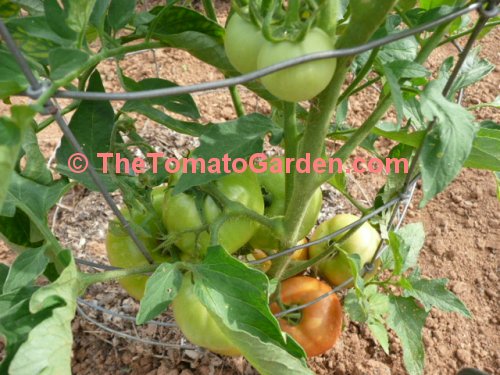 BHN 444 Tomato