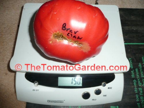 Bear Claw Tomato