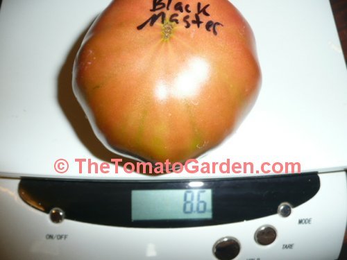 Black Master Tomato