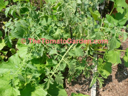 Black Plum Tomato Plant