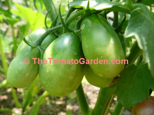 Black Plum Tomato Leaf