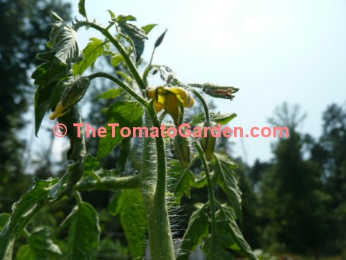 Black Plum Tomato Bloom