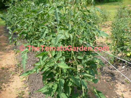 Brandywine Tomato Plant