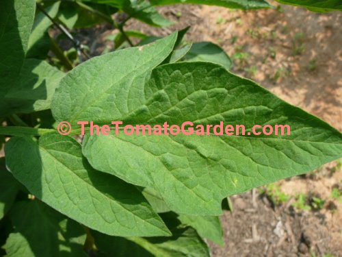 Brandywine Tomato Leaf