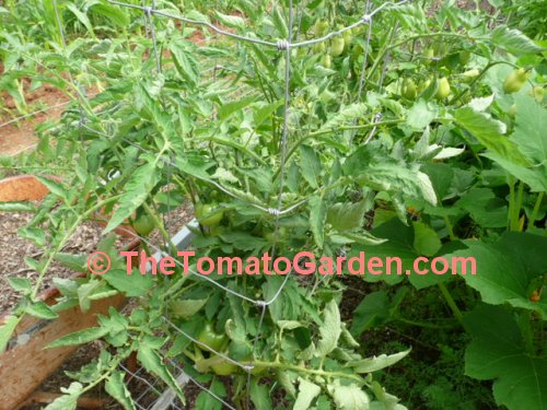 Bush Beefsteak Tomato Plant