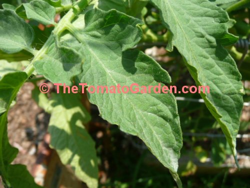 Bush Beefsteak Tomato Leaf