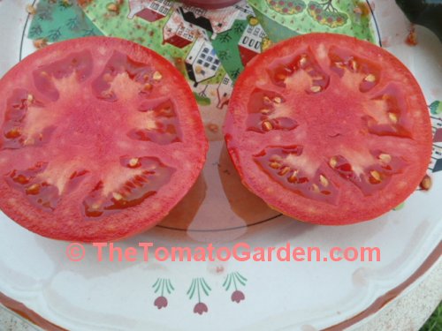 Bush Beefsteak Tomato