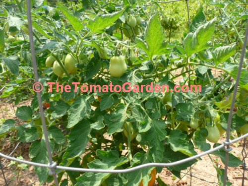 Campbell 19 tomato plant