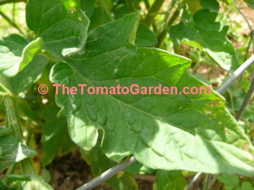 Campbell 19 tomato leaf