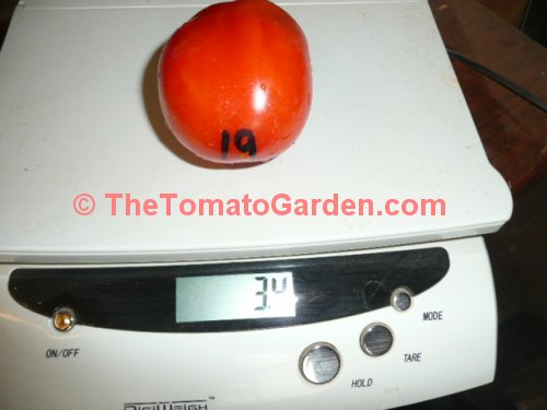 Campbell 19 tomato