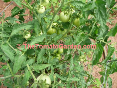 Campbell 22 tomato plant