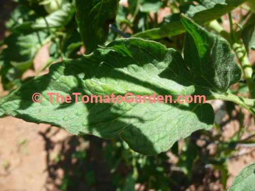 Campbell 22 tomato leaf