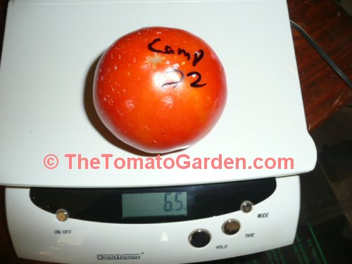 Campbell 22 tomato