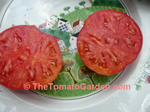 Campbell 24 tomato