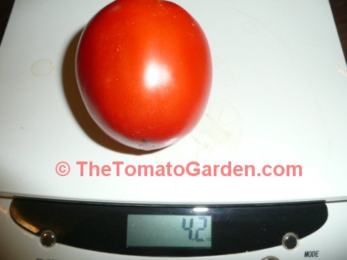 Campbell 31 tomato