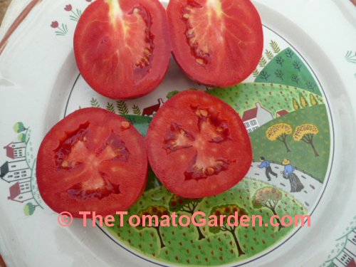 Campbell 31 tomato
