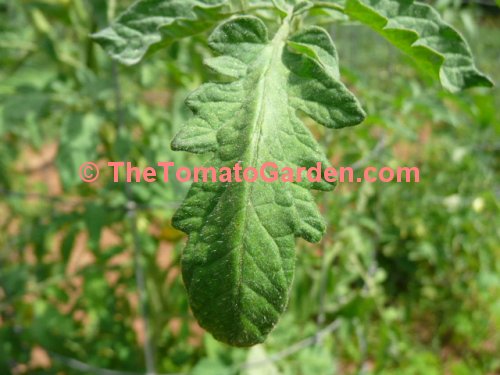 Campbell Soup 222 tomato leaf
