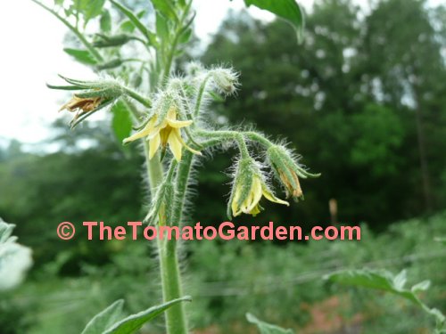 Campbell Soup 222 tomato bloom