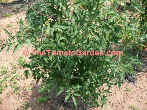 Chapman Tomato Plant