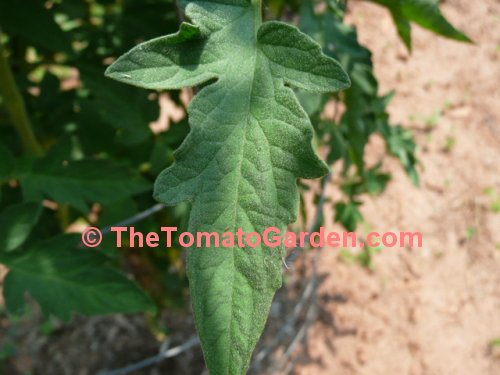 Chapman Tomato Leaf