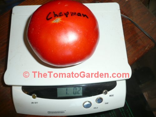 Chapman Tomato