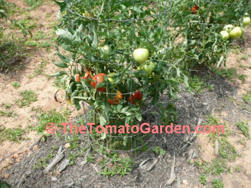 Crista Tomato Plant
