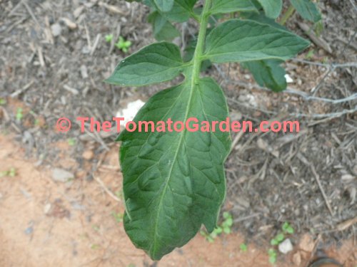 Crista Tomato Leaf
