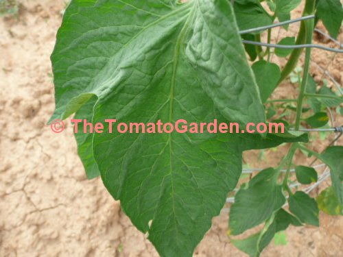 Earls Faux Tomato Leaf