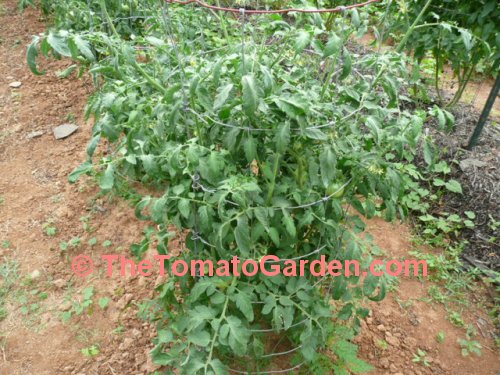 Heinz 302 Tomato Plant