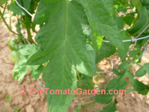 Heinz 302 Tomato Leaf