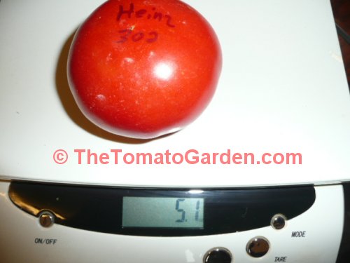 Heinz 302 Tomato