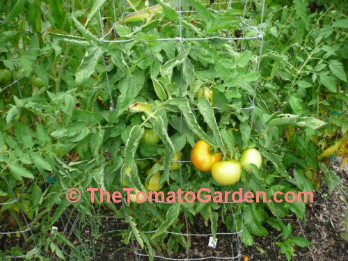 Homestead 24F Tomato Plant