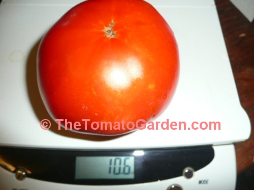 Homestead 24F Tomato