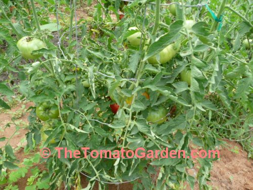 JTD tomato plant