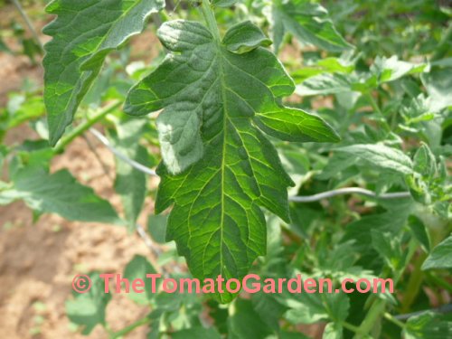 JTD tomato leaf
