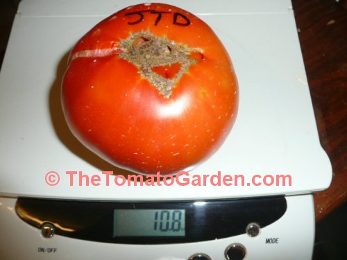 JTD tomato