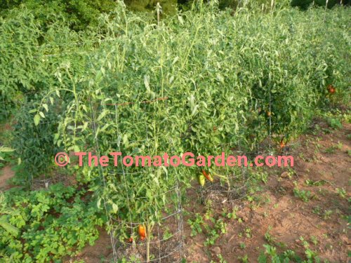 Large Raste Tomato Plant