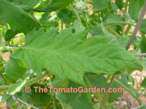 Large Raste Tomato Leaf